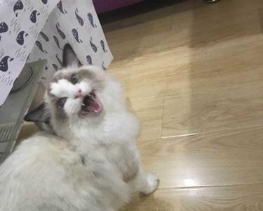 布偶母猫绝育后会爆毛吗