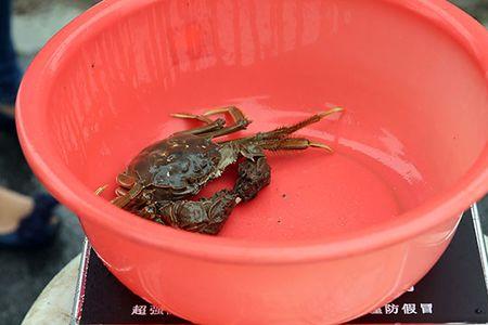黄浦江大闸蟹价格表