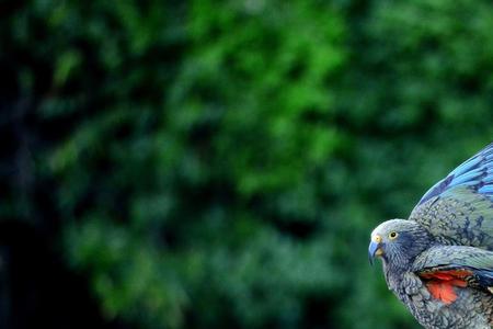 啄羊鹦鹉的寿命