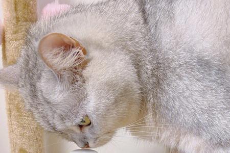 猫咪鱼油十大排名