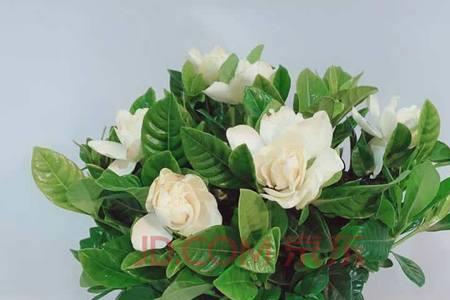 牡丹栀子花一年开几茬