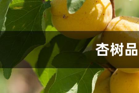 杏树的品种和种子的关系