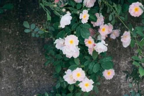 风吹半夏的歌曲有哪些