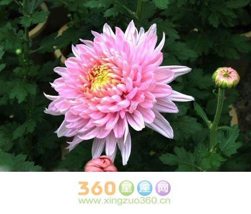 菊花花语象征与寓意