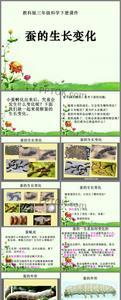 蚕的生命周期是多少天