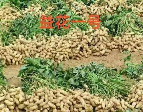 一粒花生种子能长多少棵