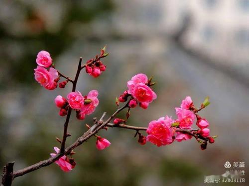 花枝俏全诗