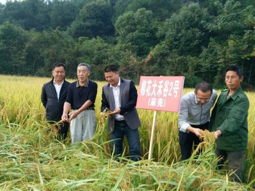 禾谷什么意思