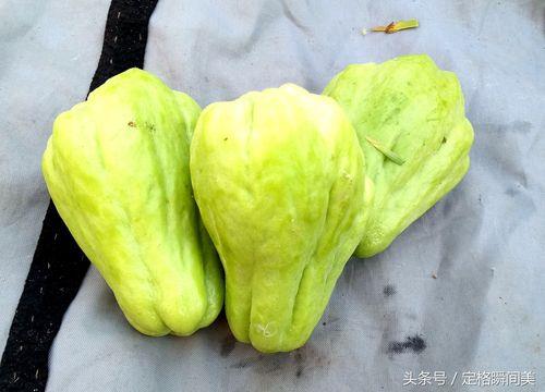 合瓜是什么样的