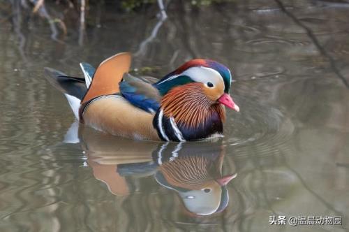 眼高手低是什么动物