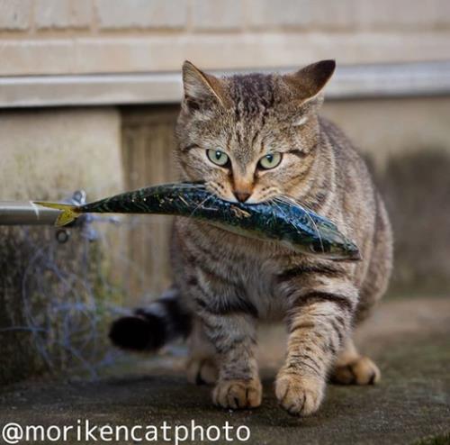 大猫鱼怎么不爱吃食