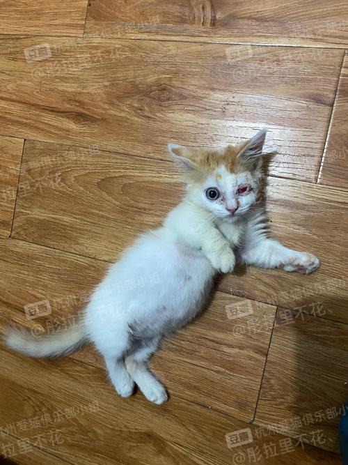 请问黄色的背白色的腿是什么猫