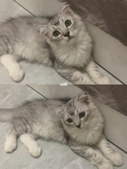银渐层和布偶能出起司吗