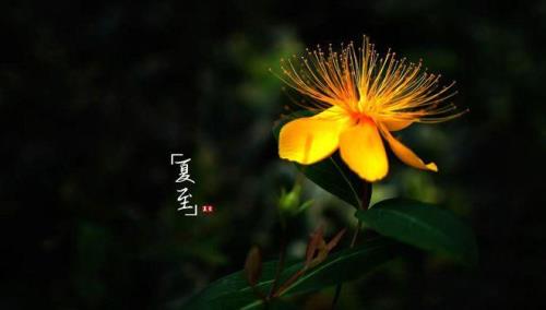 夏至深，秋已至是啥意思