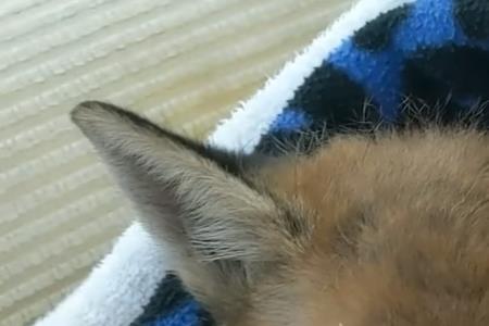 爱情公寓遇见狐狸是多少集