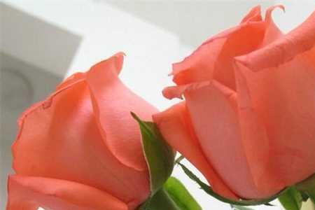 1349枝玫瑰花代表什么意思