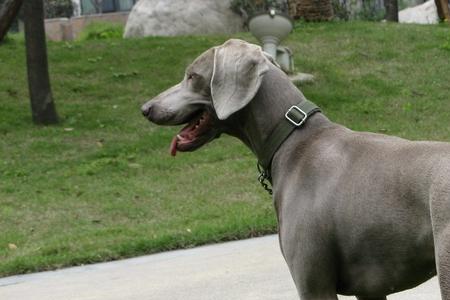 北犬是什么犬种