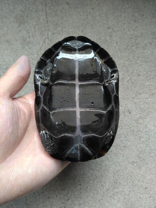 箱龟苗背甲可以洗吗