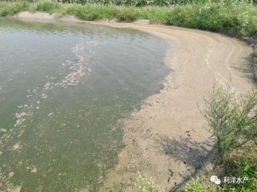 池塘水面漂浮油污怎么处理