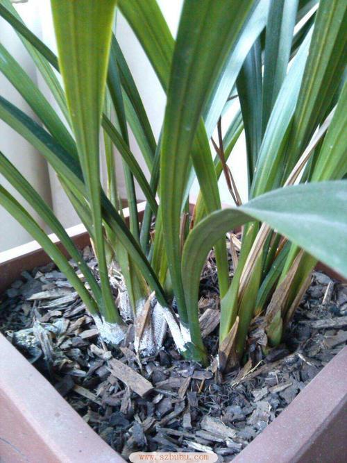 兰花黄叶子怎么办