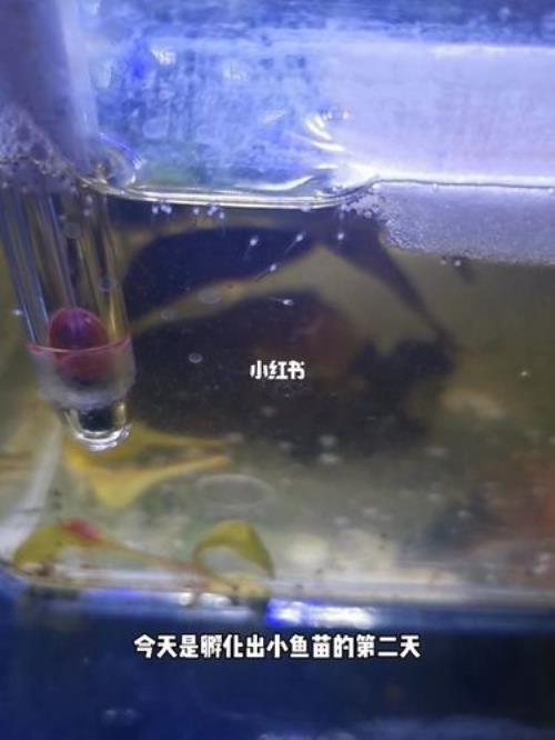 斗鱼平游后多久喂食