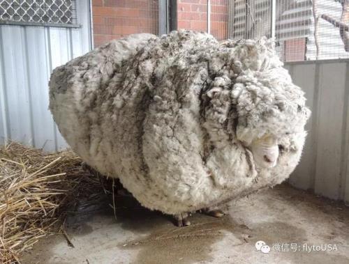 羊剃完毛还能活吗