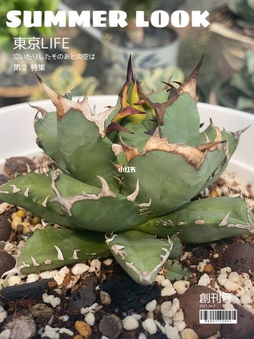 姬仁王冠和c仁王冠一样吗