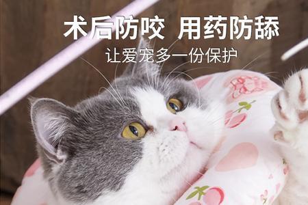 猫戴脖圈影响睡觉吗