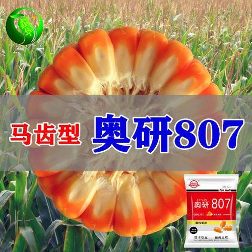 奥研9号玉米种怎么样