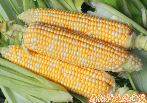 绿单10玉米品种