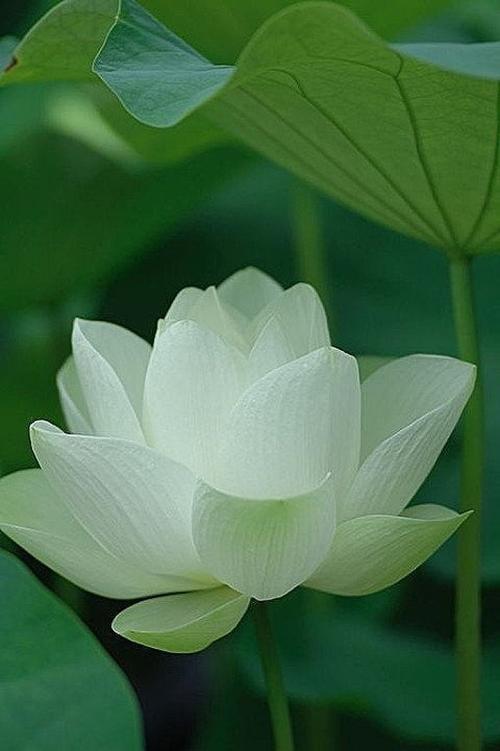 濯清涟的读音