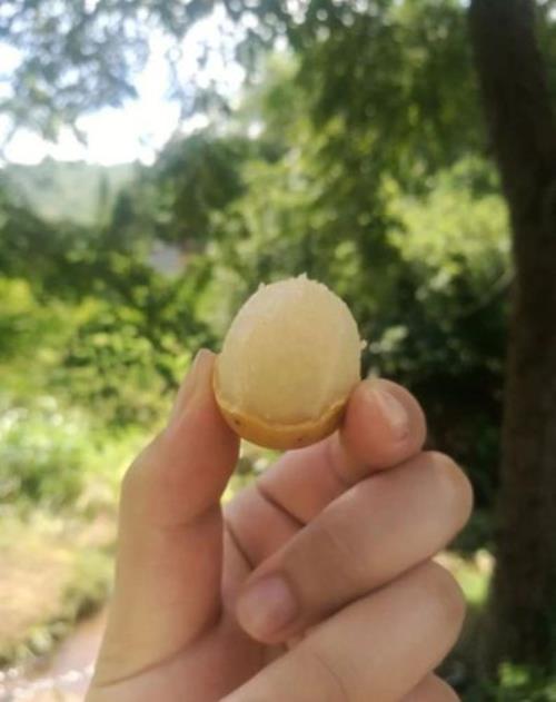 大姐笑咧嘴是什么水果