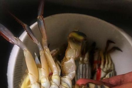 螃蟹的直径是体长还是壳宽