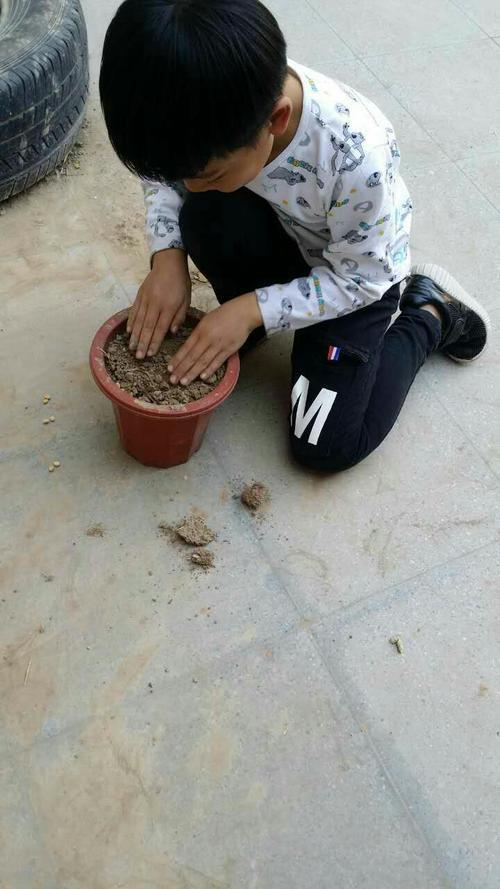 茅芋种子能埋多深