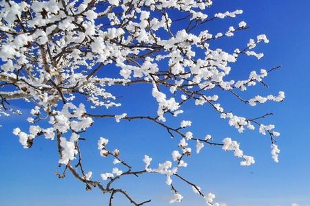 雪梅和保芬大结局