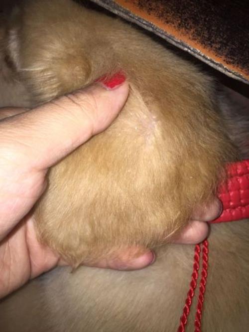 金毛犬前腿肘发红痒