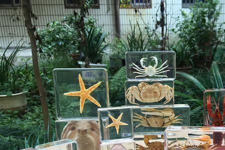 海龟标本在家里怎样摆放