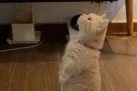 猫咪站起来的音乐