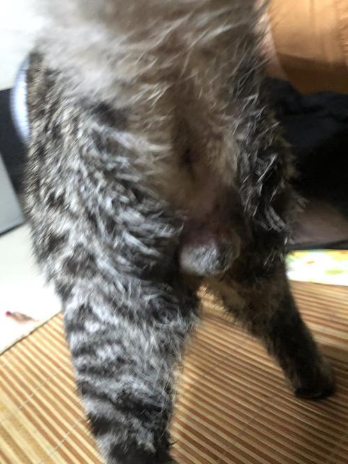 公猫见到公猫后为什么呜呜叫