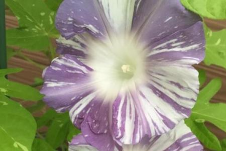 爬藤牵牛花冬季要落叶吗