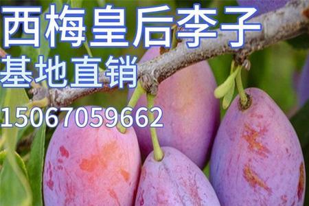水果李子的好评语怎么写