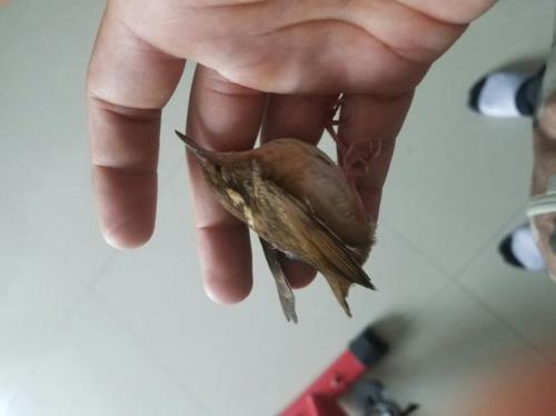怎样抓住麻雀