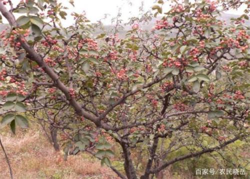 花椒树的刺可以掰掉吗