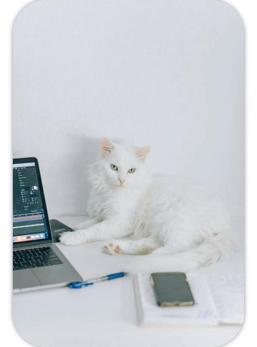 家里放音乐会影响到猫咪吗
