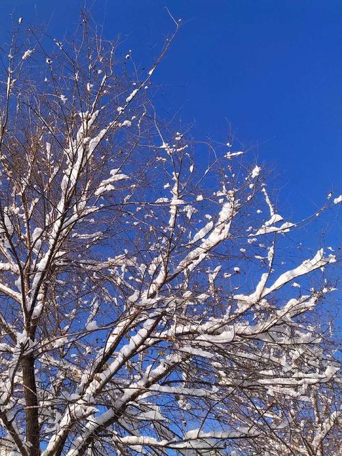 飞雪飘空燕剪柳的下联是什么