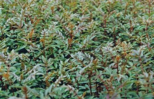 花淑种子能种多深