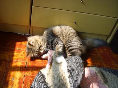 小猫咬毯子不放