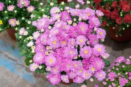 菊花的花语及象征意义是什么