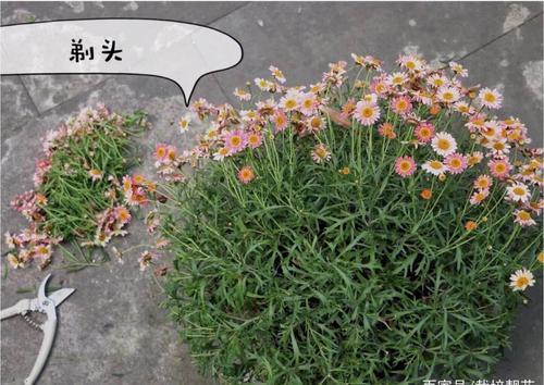 玛格丽特花养殖方法和注意事项