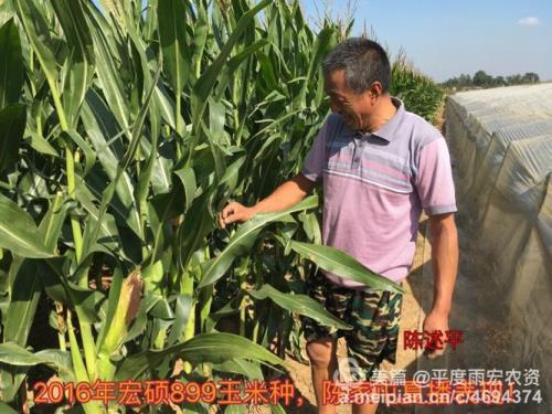 宏硕738种子多少钱一袋